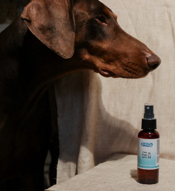 Aromatherapy to hotsell calm dogs