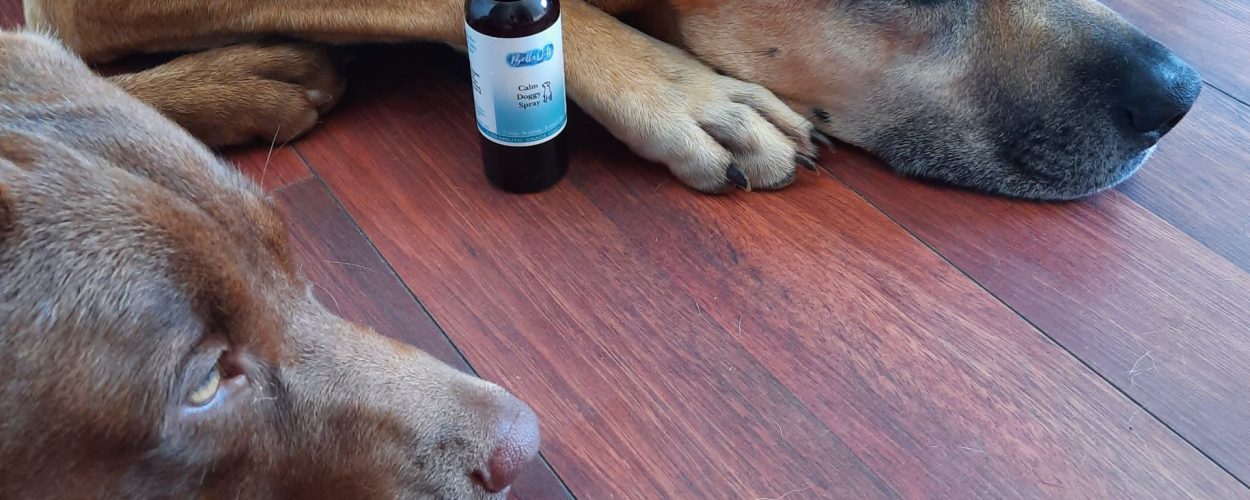 Sahara - Ridgeback x Mastiff - Carole - dont fret pet